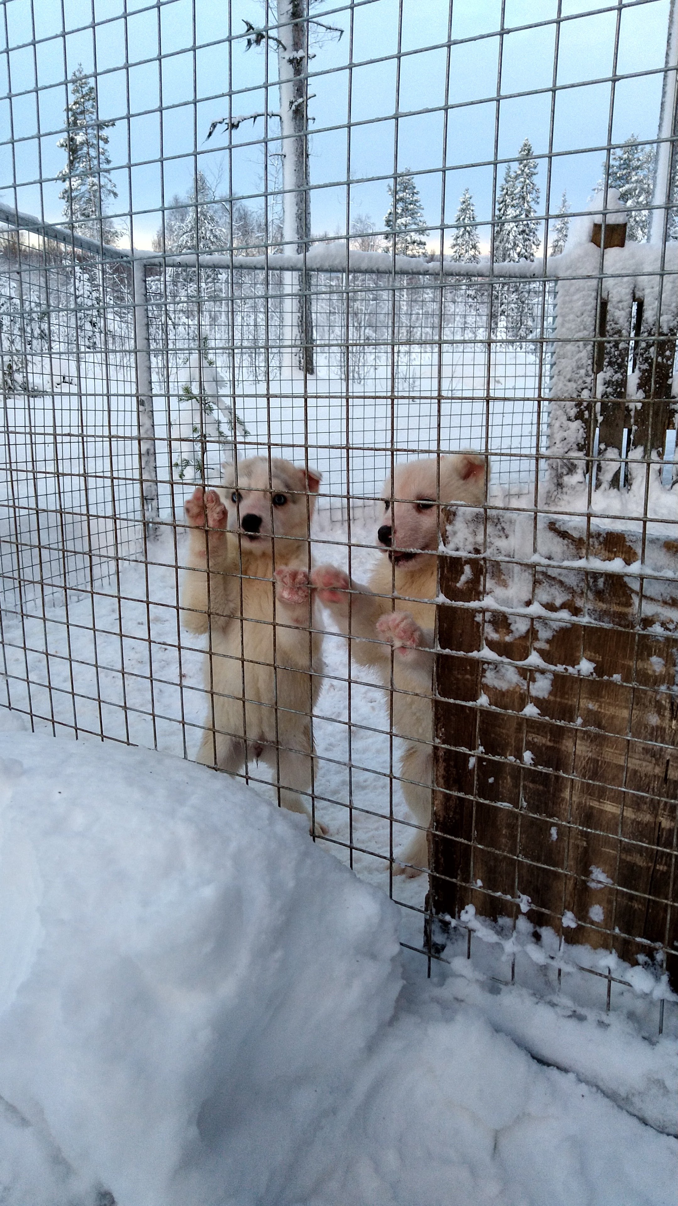 The Siberians Husky‑Tours